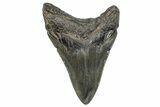 Fossil Megalodon Tooth - South Carolina #368005-1